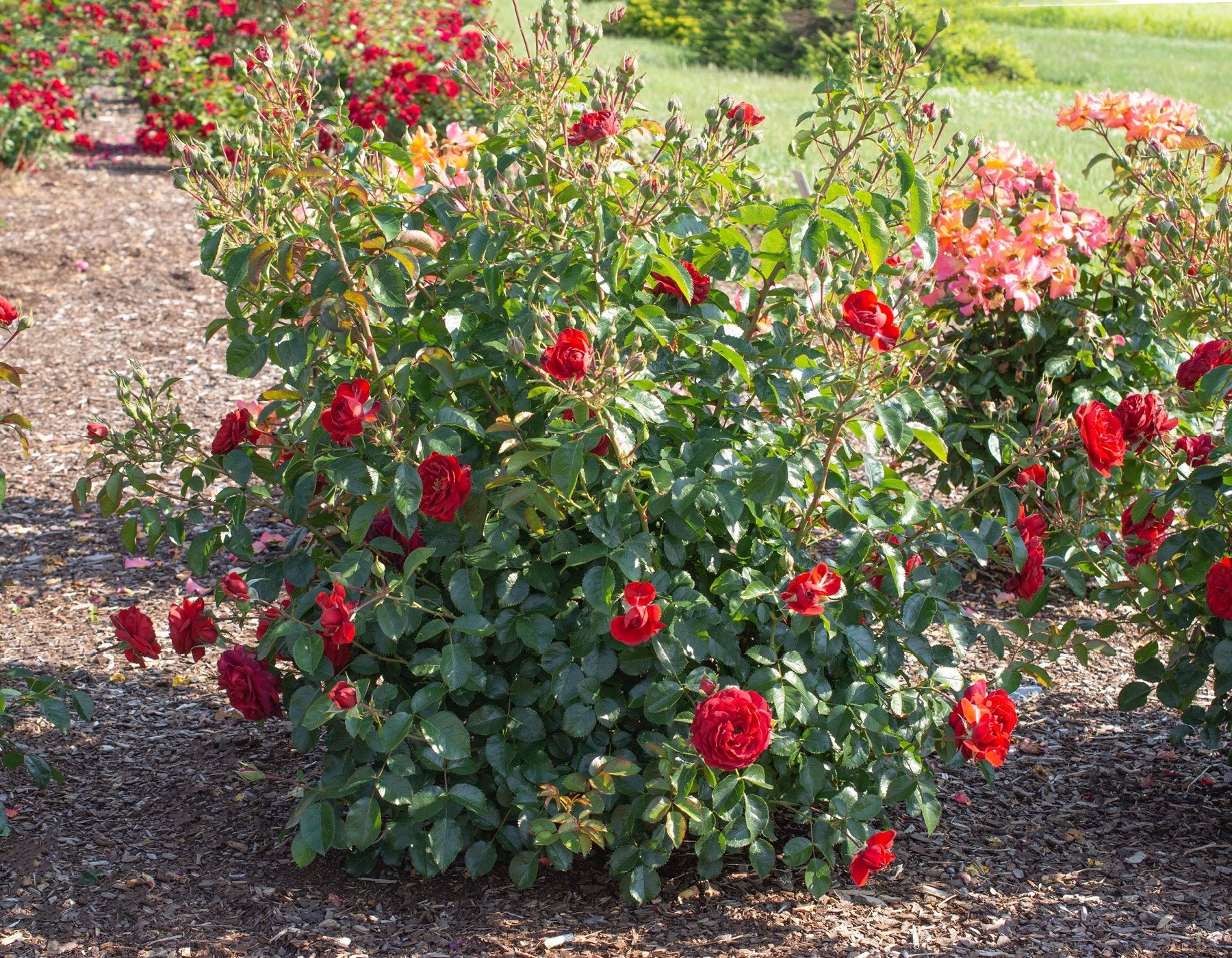 Canyon Road™ - Star Roses and Plants - Image 3