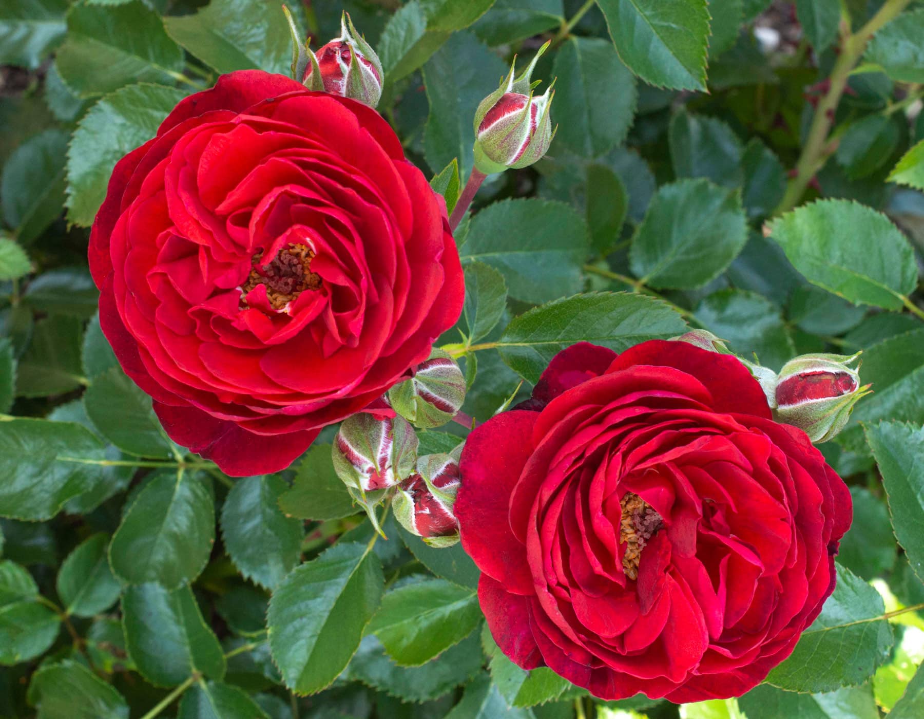 Canyon Road™ - Star Roses and Plants - Image 4