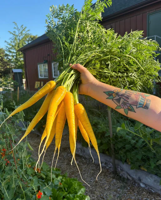 Carrot Gold Nugget - West Coast Seeds - Image 2