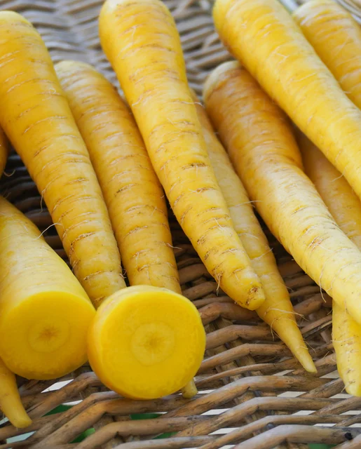 Carrot Gold Nugget - West Coast Seeds - Image 3