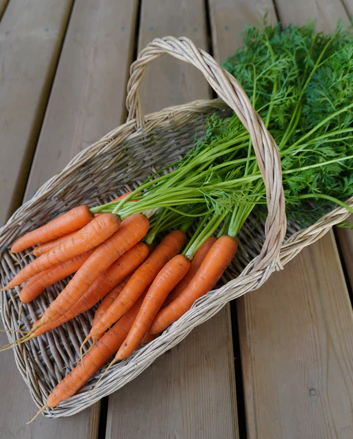 Carrot Narvik- West Coast Seeds - Image 2