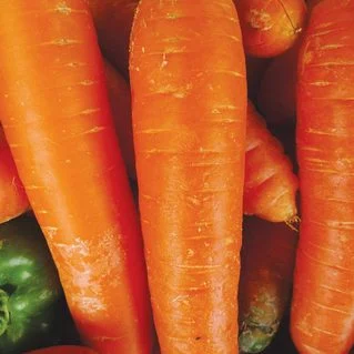 Carrot Kuroda International - Aimers Seeds - Image 2