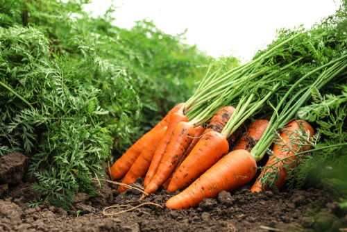 Carrot Kuroda - Northern Wildflowers - Image 3