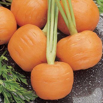 Carrot Parisian International - Aimers Seeds - Image 2
