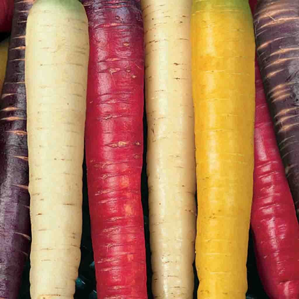 Carrot Rainbow Mix - McKenzie Seeds - Image 2