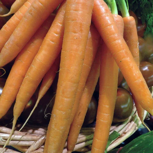 Carrot Tendersweet International - Aimers Seeds - Image 2