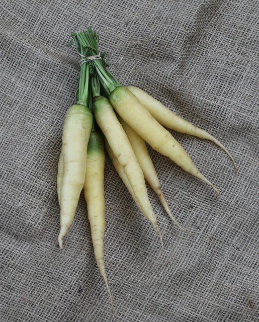 Carrot Lunar White - West Coast Seeds - Image 2