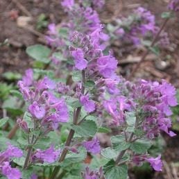 Catmint - Renee's Garden - Image 2