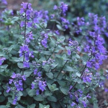 Catmint - Renee's Garden - Image 3