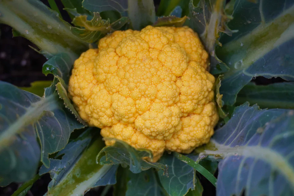Cauliflower Clementine - West Coast Seeds - Image 2
