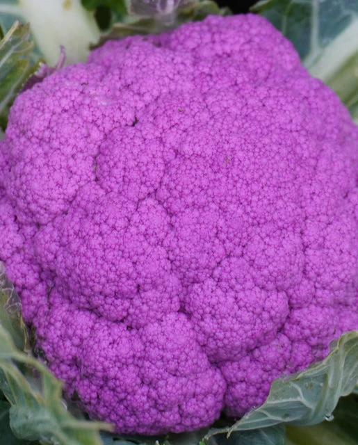 Cauliflower Purple Moon - West Coast Seeds - Image 2