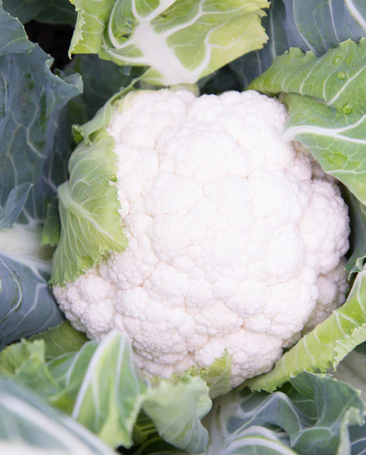 Cauliflower Synergy - West Coast Seeds - Image 2