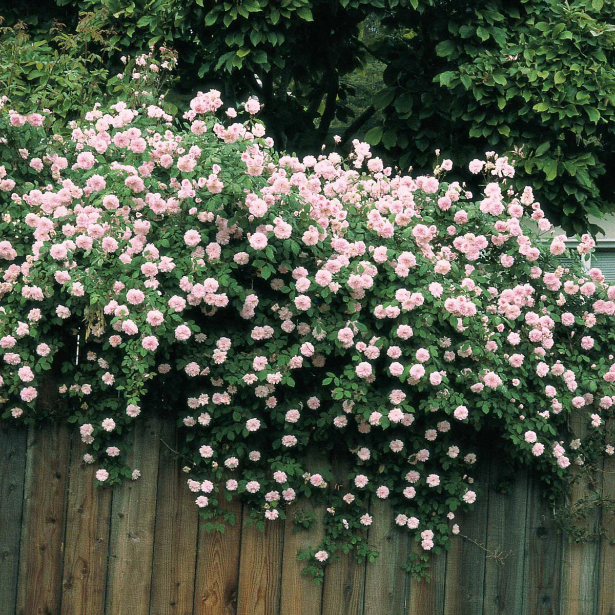 Cecile Brunner - Weeks Rose - Image 2