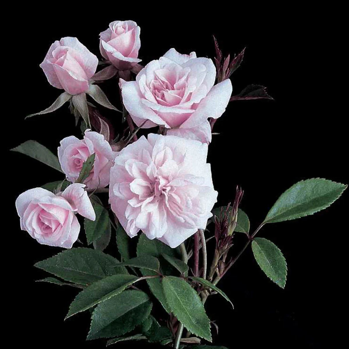 Cecile Brunner - Weeks Rose - Image 3