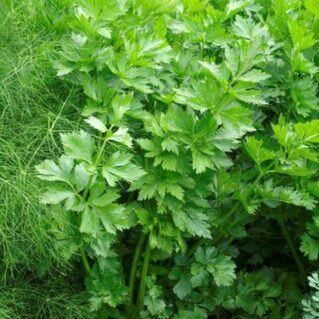 Celery Amsterdam Leaf International - Aimers Seeds - Image 2