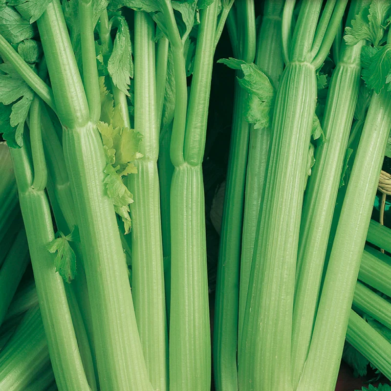 Celery Utah - McKenzie Seeds - Image 2