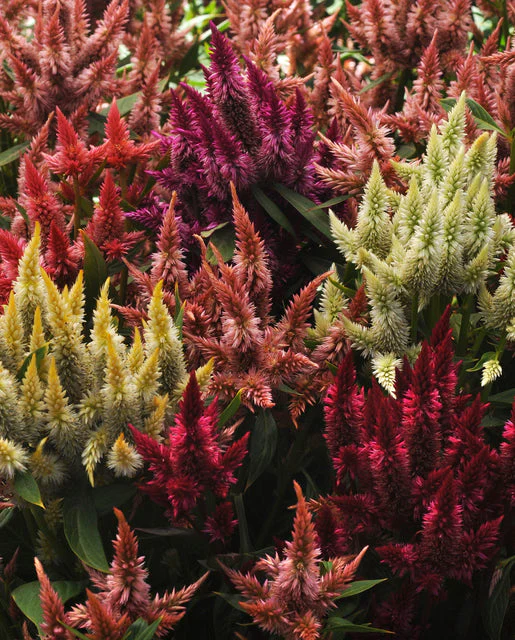 Celosia Celway Mix - West Coast Seeds - Image 2