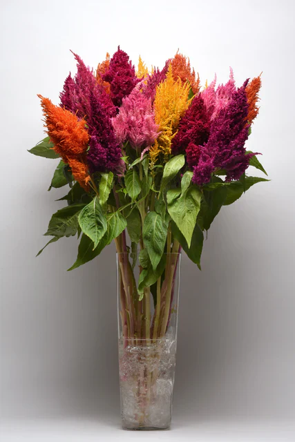 Celosia Sunday Mix - West Coast Seeds - Image 2