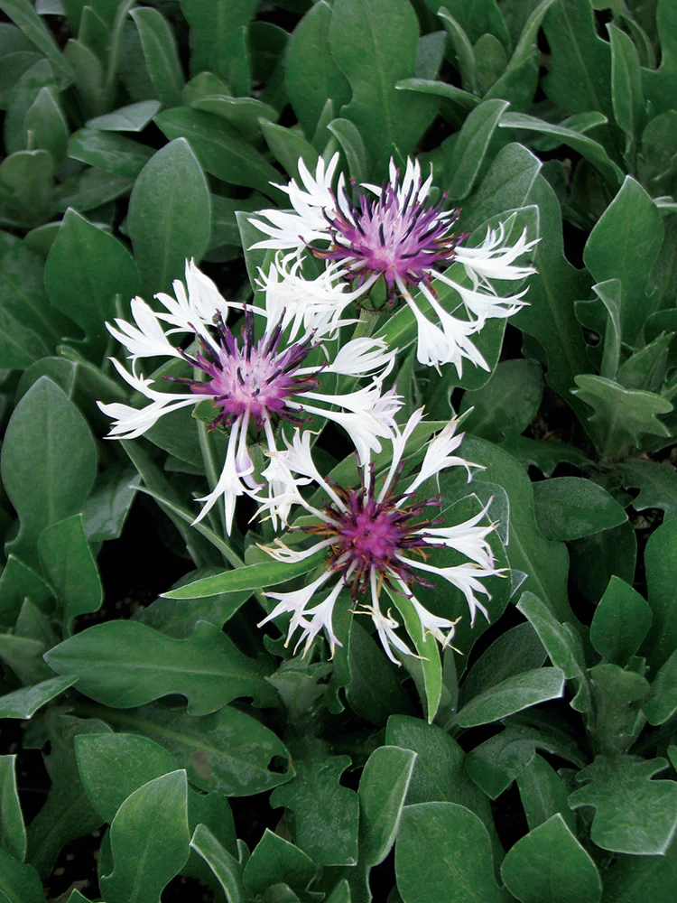 Cornflower - Amethyst in Snow, 1 Pack - Image 2