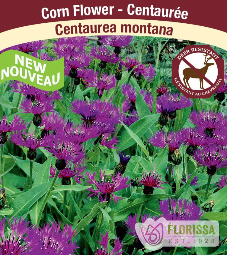 Cornflower - Montana Blue, 1 Pack