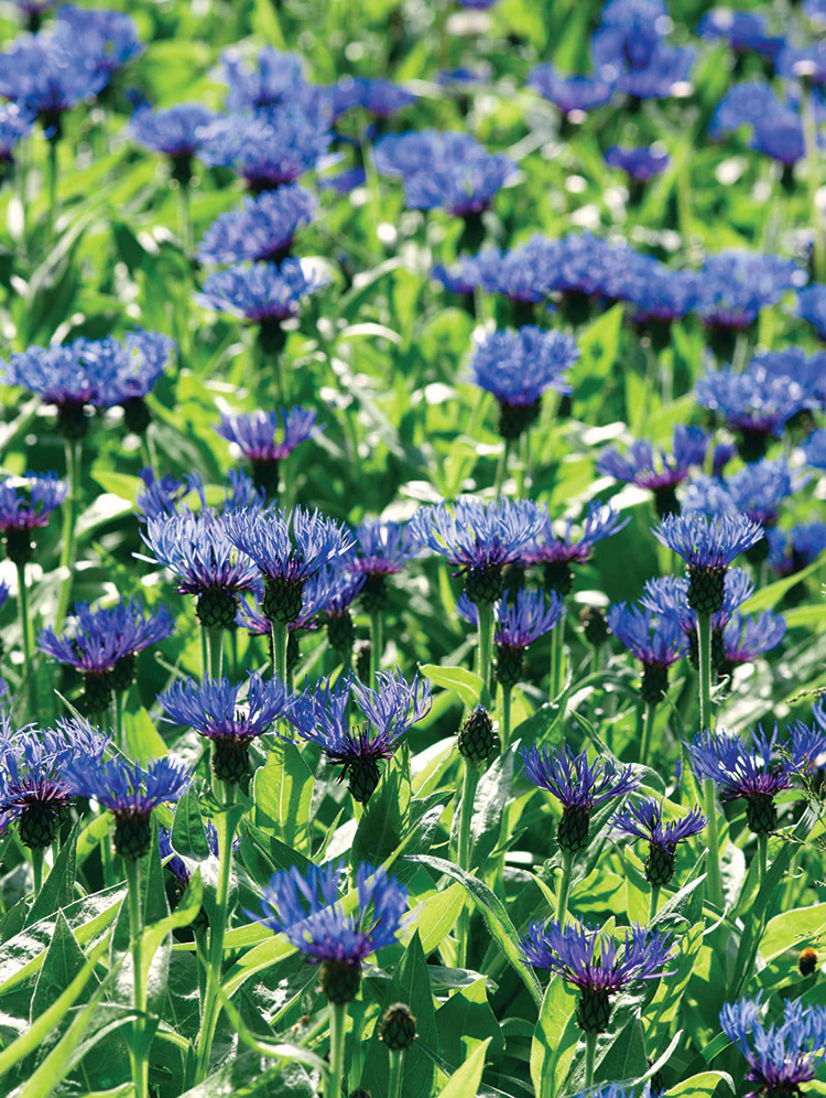 Cornflower - Montana Blue, 1 Pack - Image 2