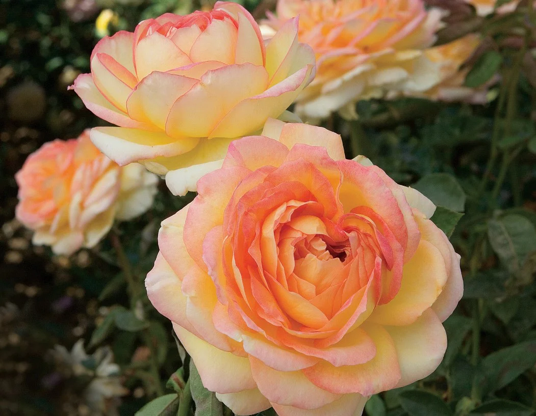 Centennial Star - Star Roses and Plants - Image 2