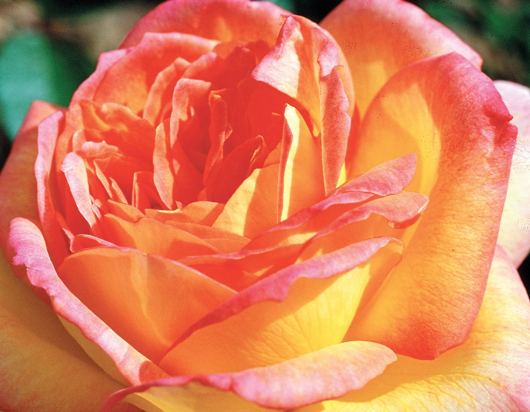 Centennial Star - Star Roses and Plants - Image 3