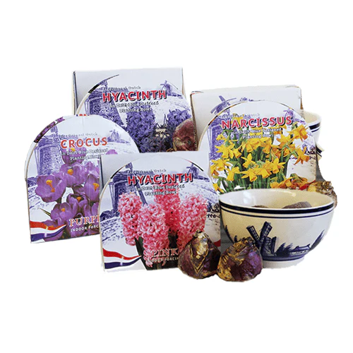 Spring and Winter Flowering Ceramic Bowl Kits - Image 2