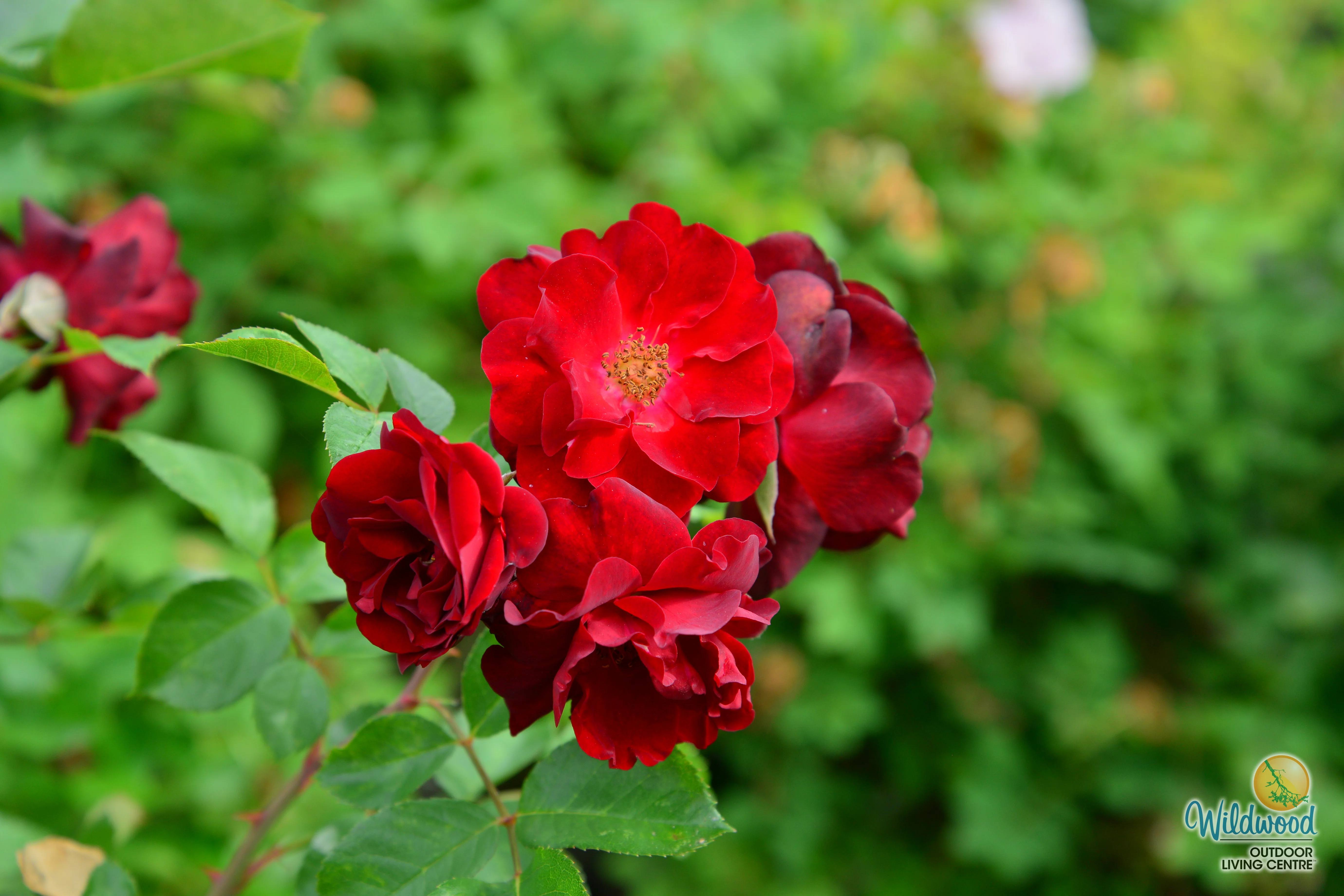 AC Navy Lady - Cold Hardy Rose - Image 3