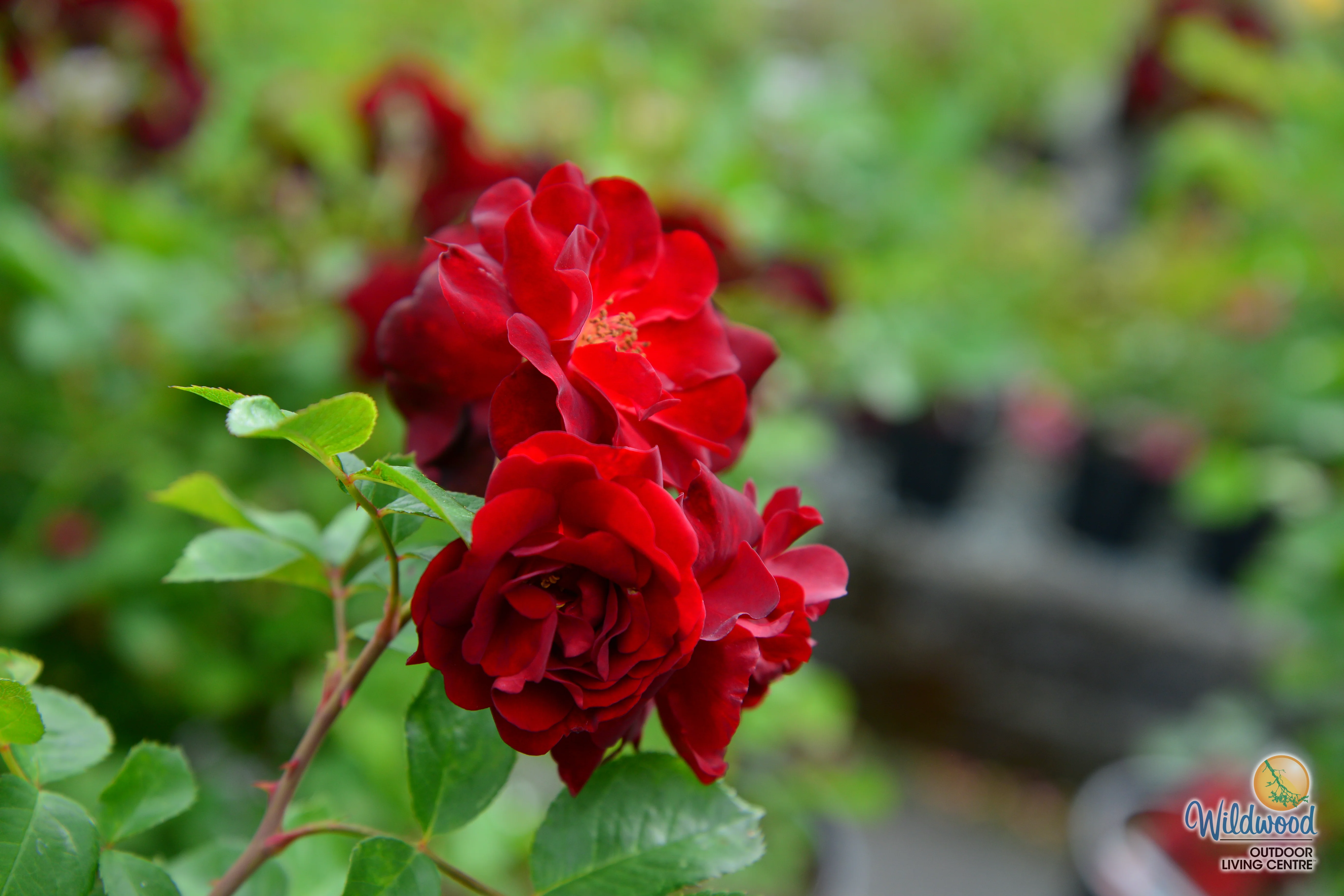 AC Navy Lady - Cold Hardy Rose - Image 4