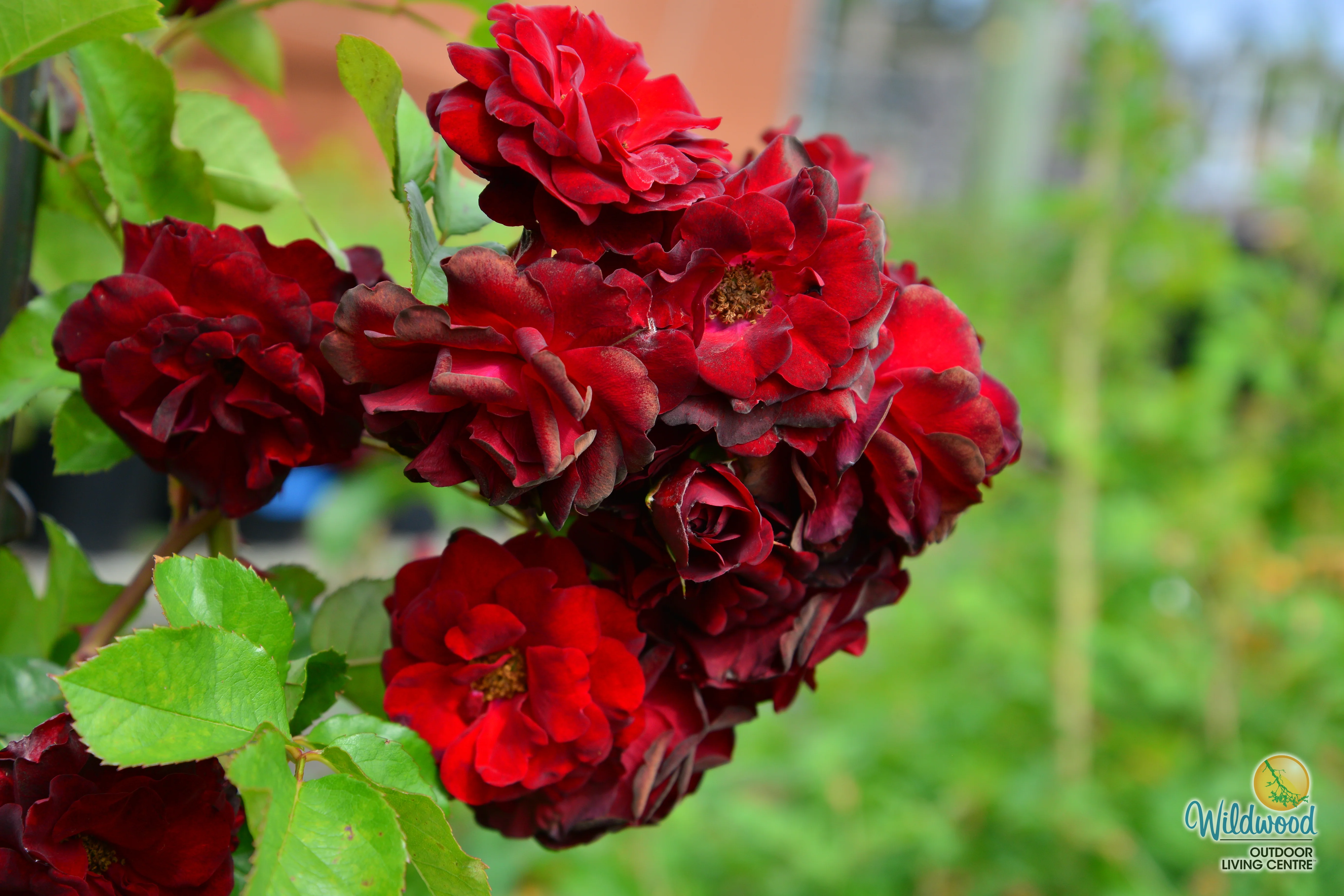 AC Navy Lady - Cold Hardy Rose - Image 5