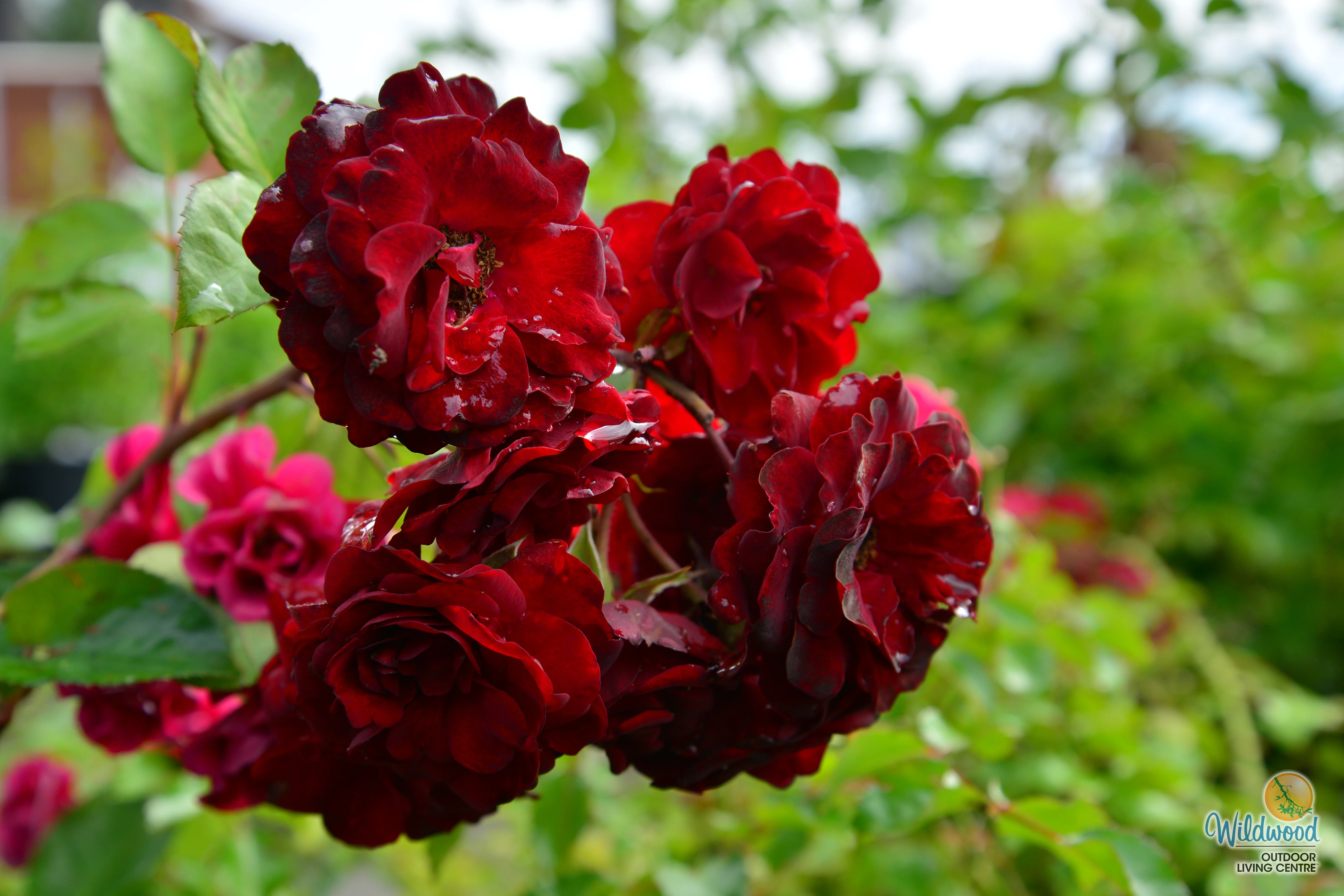AC Navy Lady - Cold Hardy Rose - Image 6