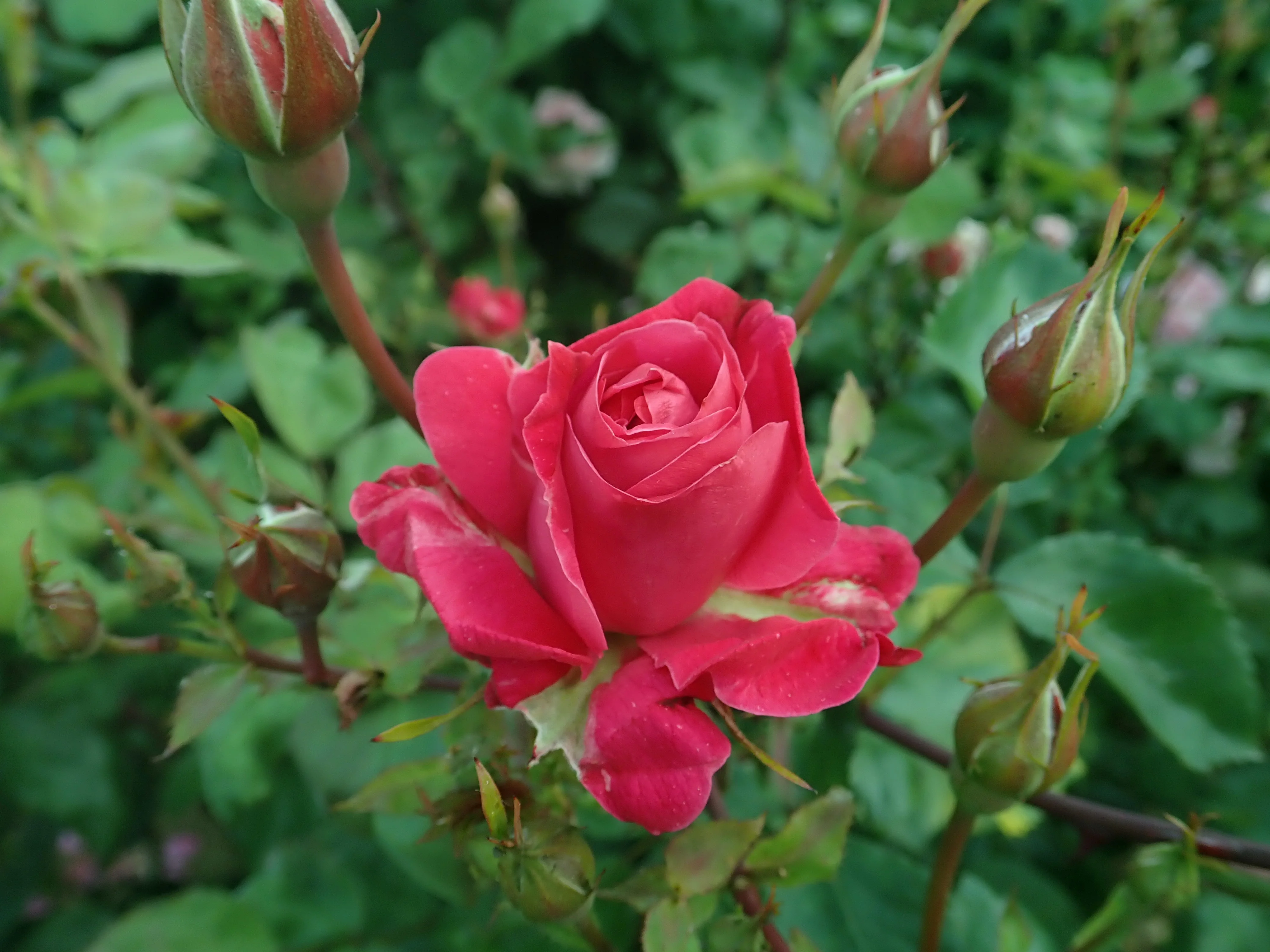 Alexander Mackenzie - Cold Hardy Rose - Image 3