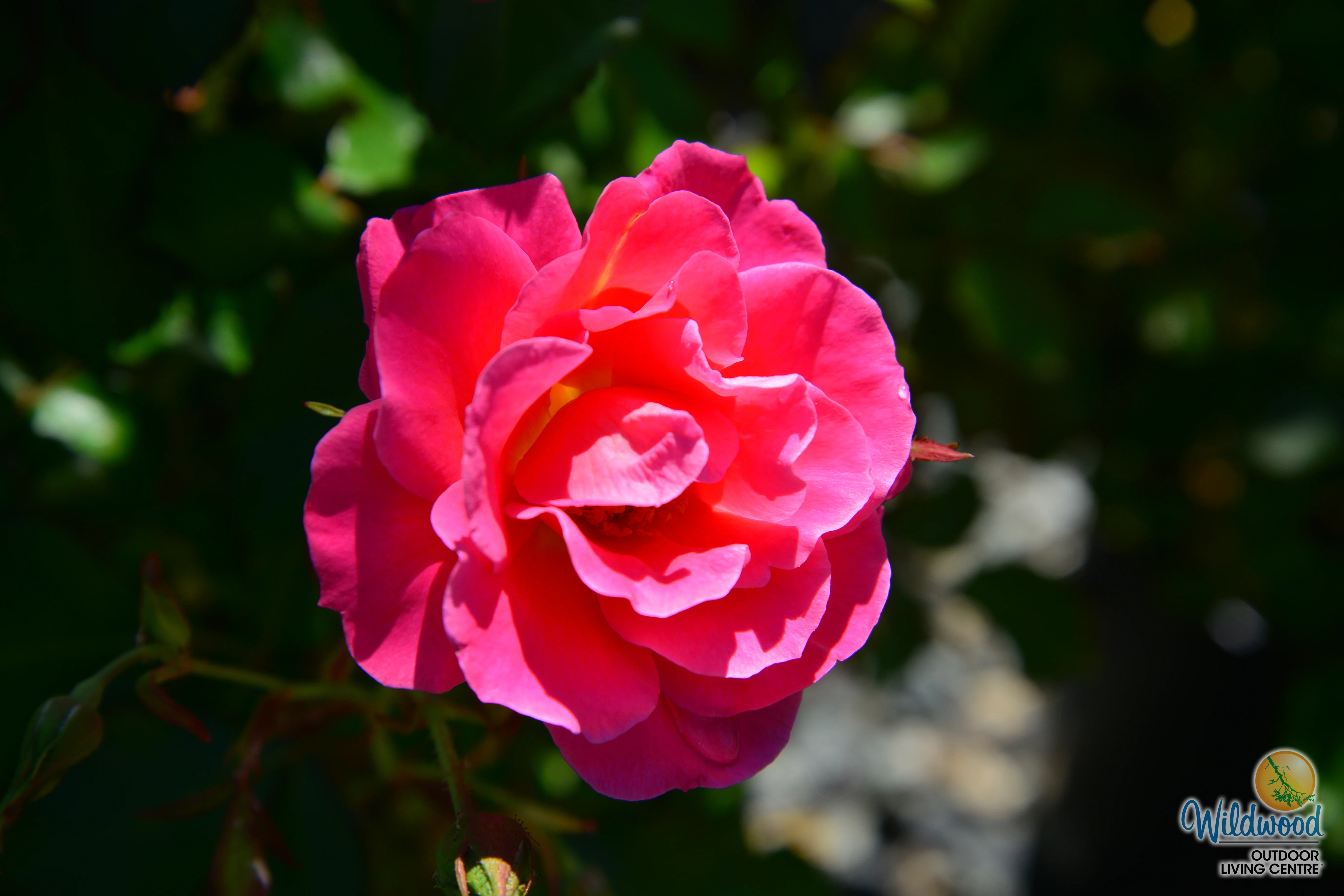 Aurora Borealis - Cold Hardy Rose - Image 10
