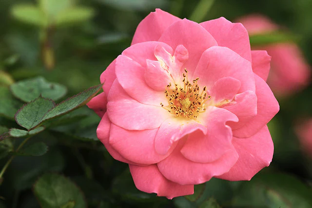 Aurora Borealis - Cold Hardy Rose - Image 3