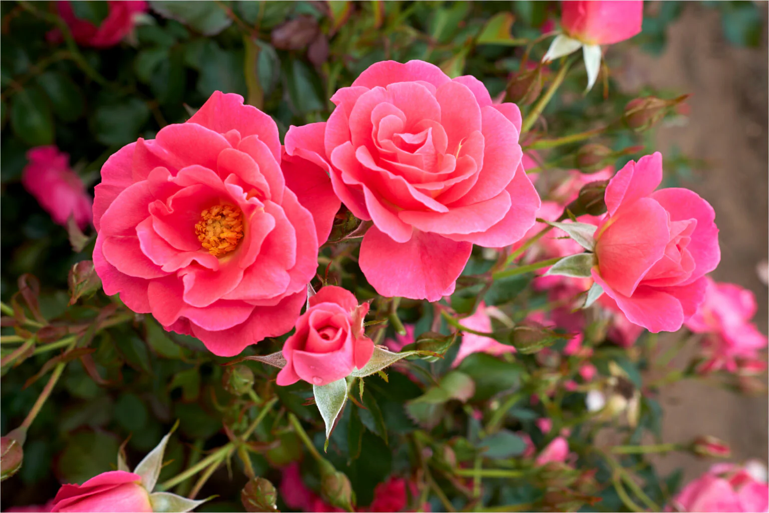 Aurora Borealis - Cold Hardy Rose - Image 4