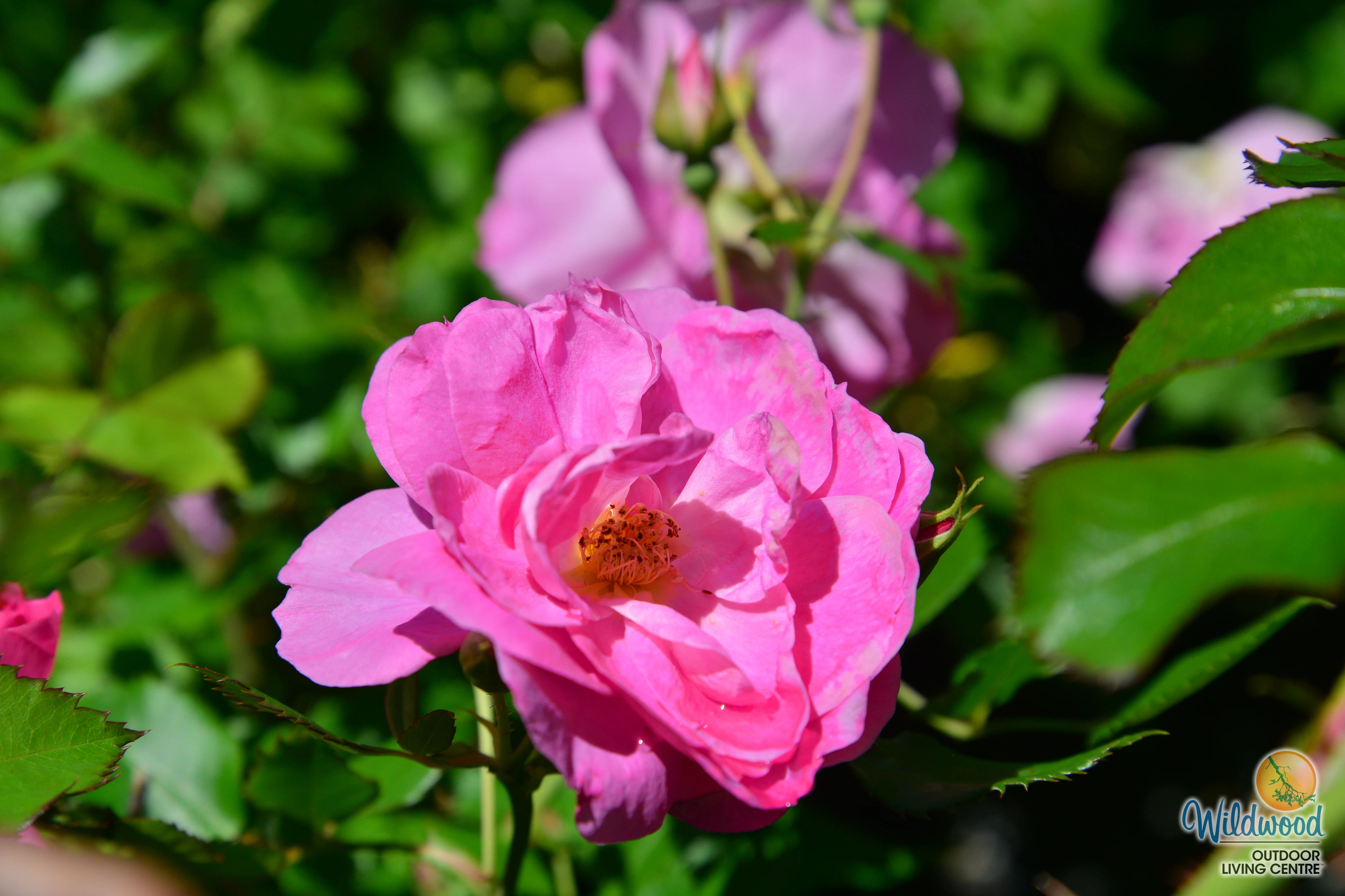Aurora Borealis - Cold Hardy Rose - Image 5