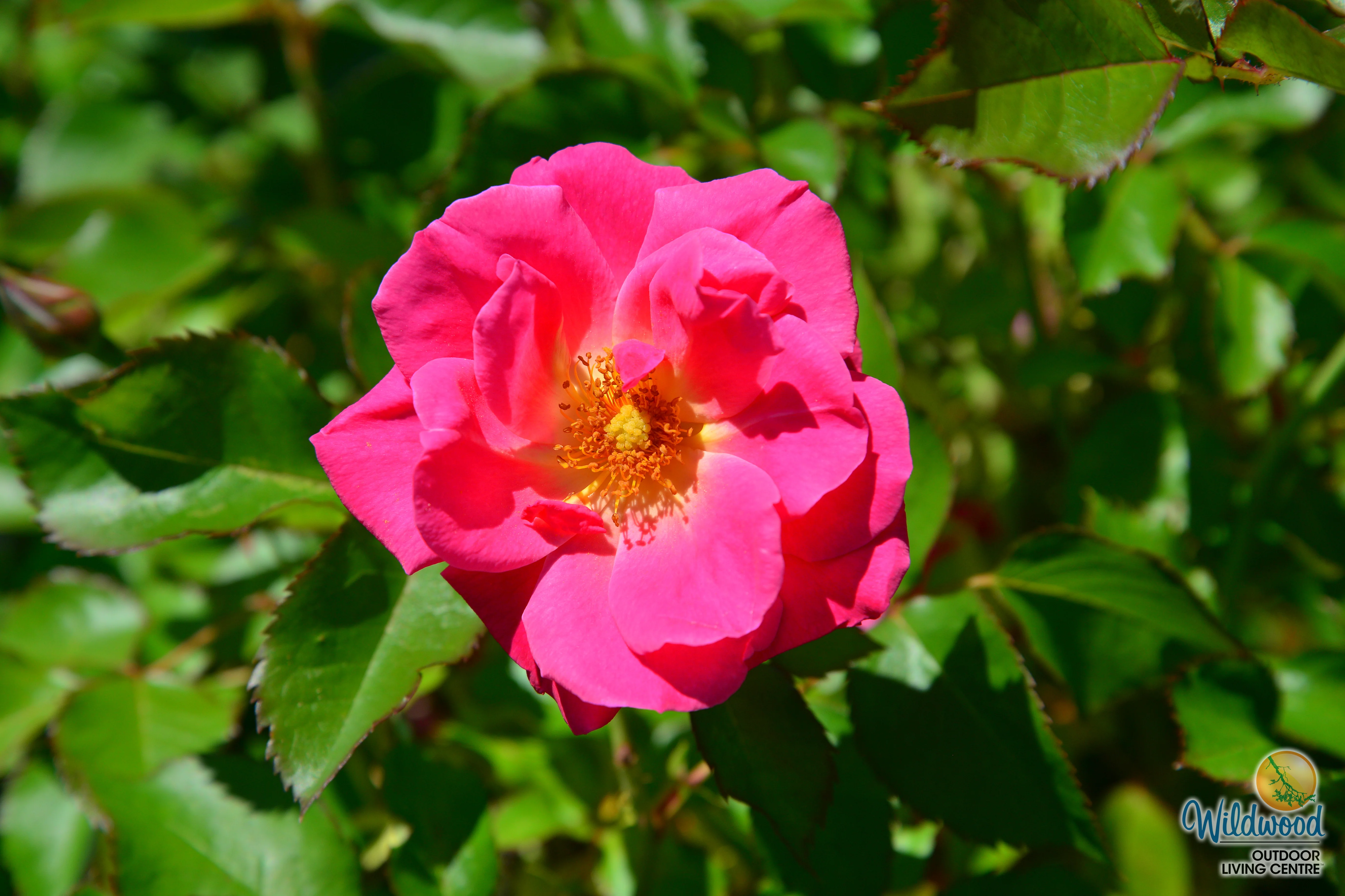 Aurora Borealis - Cold Hardy Rose - Image 6