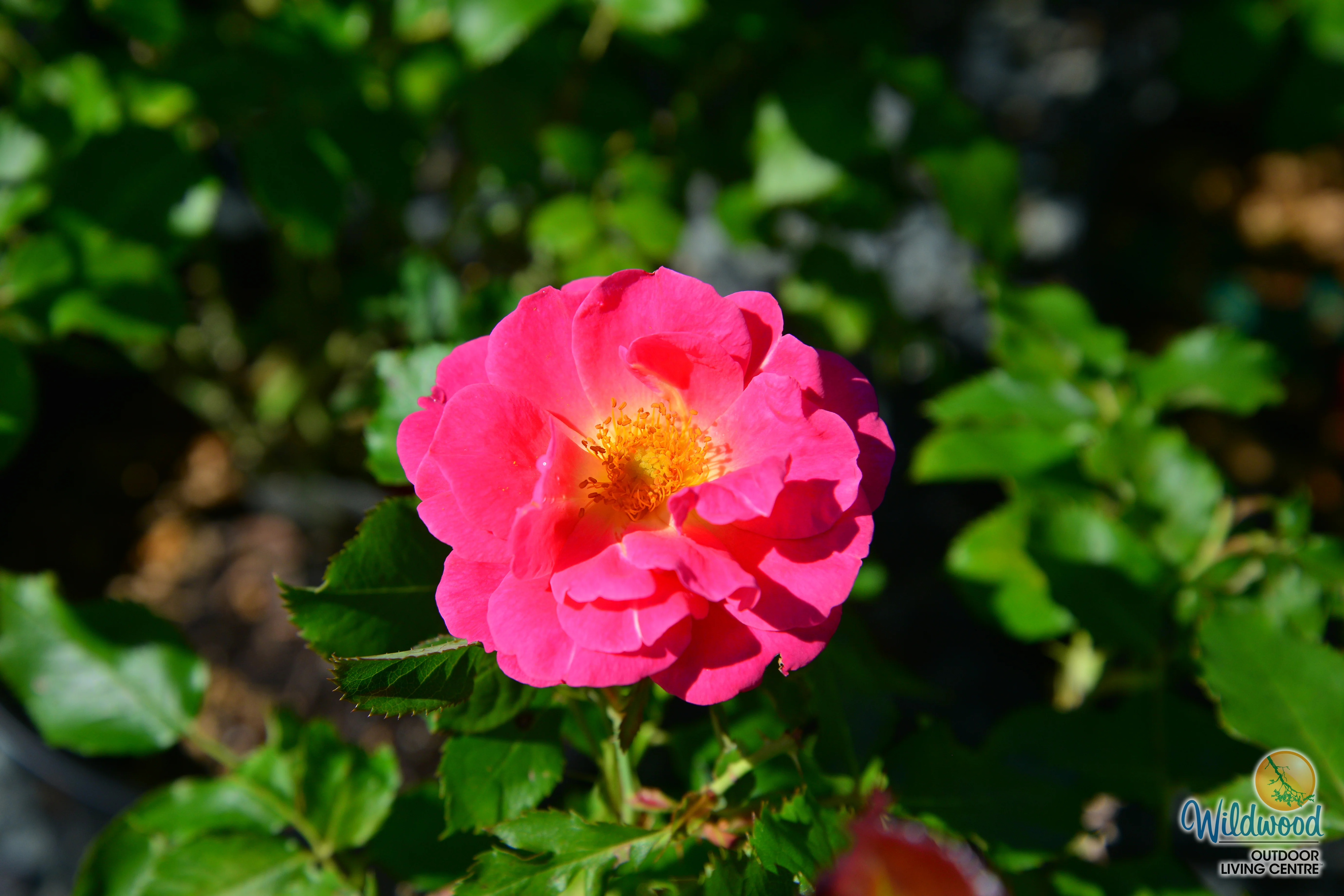 Aurora Borealis - Cold Hardy Rose - Image 7