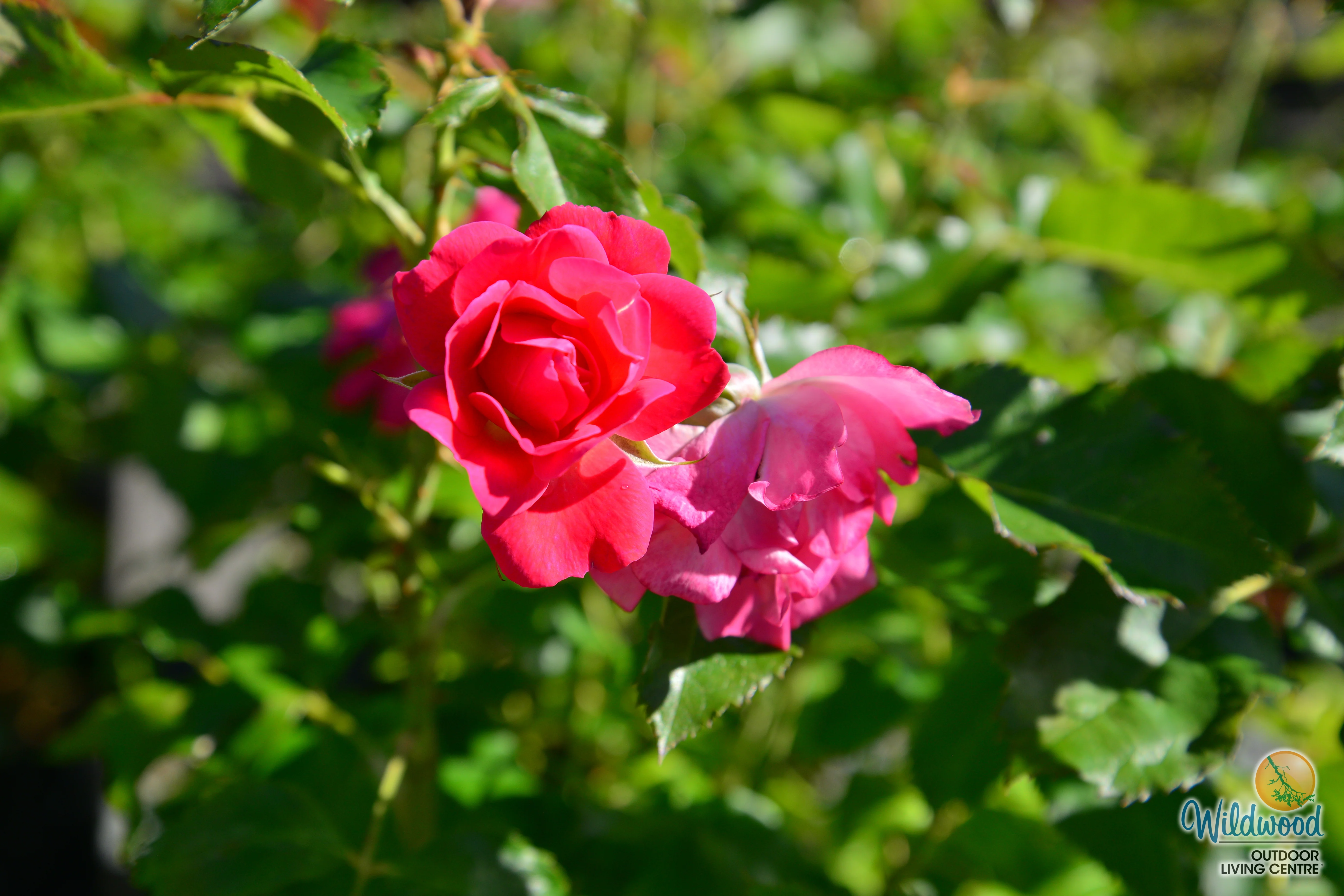 Aurora Borealis - Cold Hardy Rose - Image 8