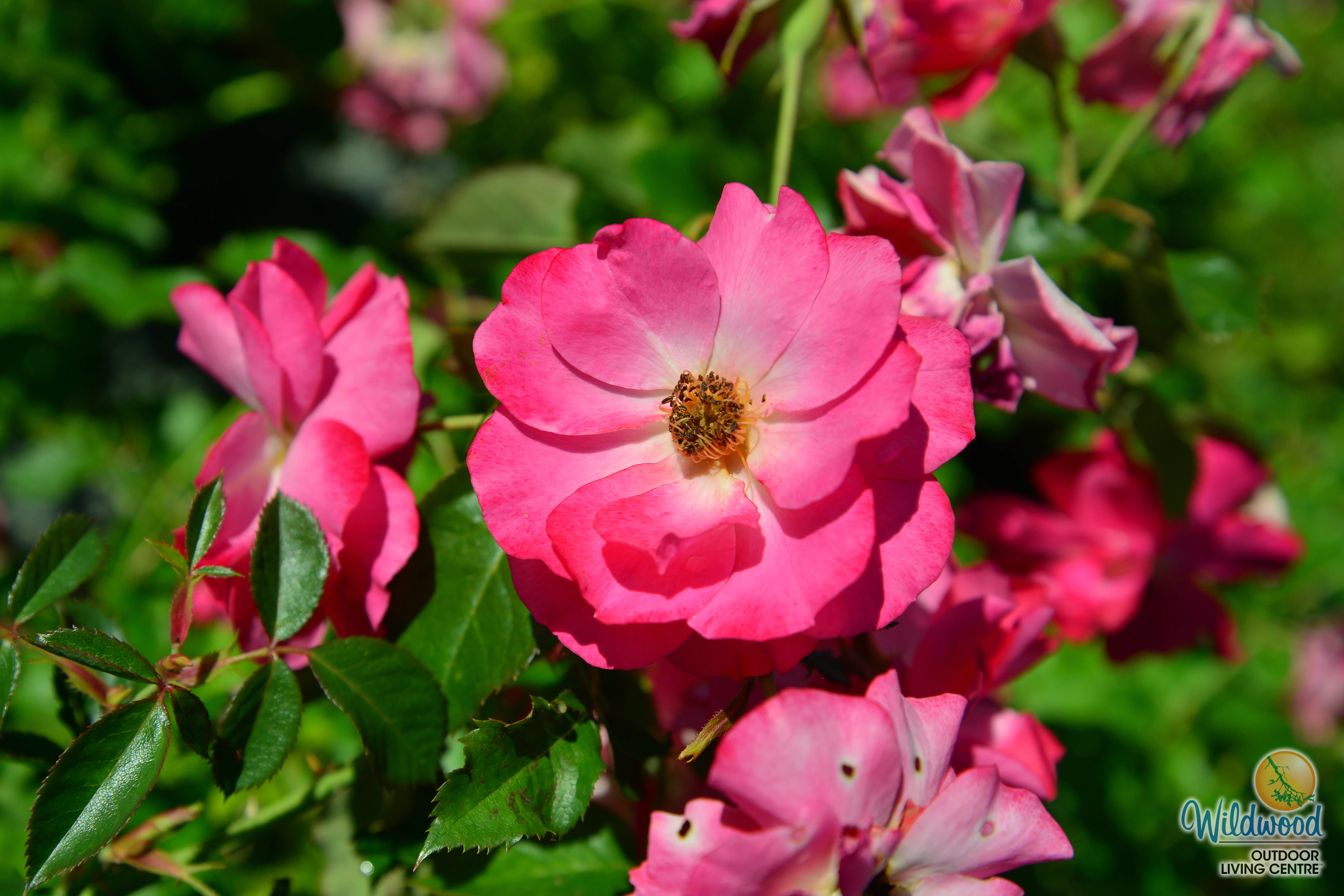 Aurora Borealis - Cold Hardy Rose - Image 9