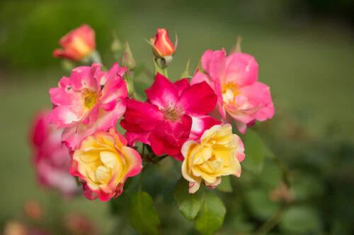 Campfire - Cold Hardy Rose - Image 3