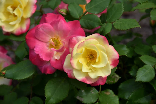 Campfire - Cold Hardy Rose - Image 4