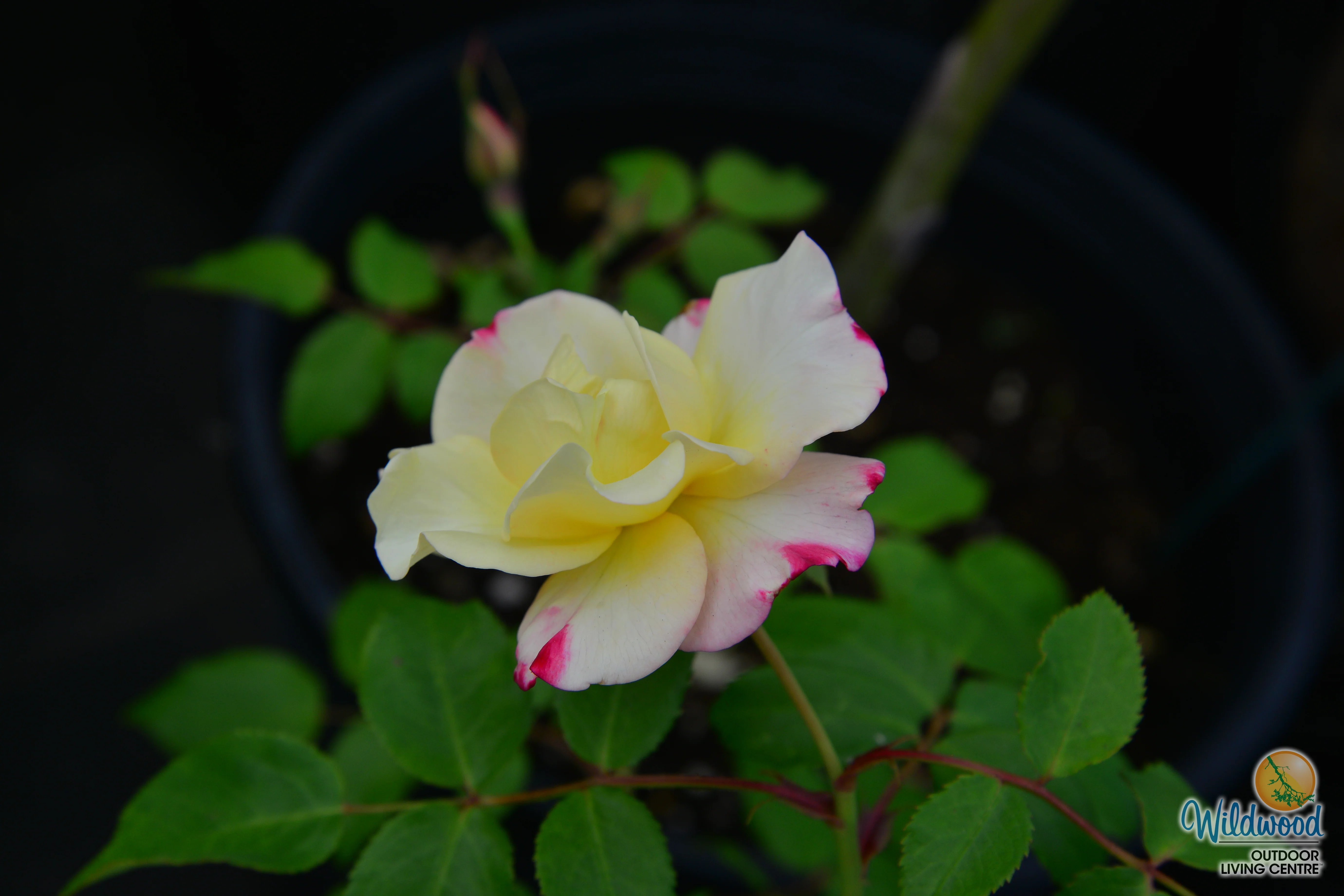 Campfire - Cold Hardy Rose - Image 5