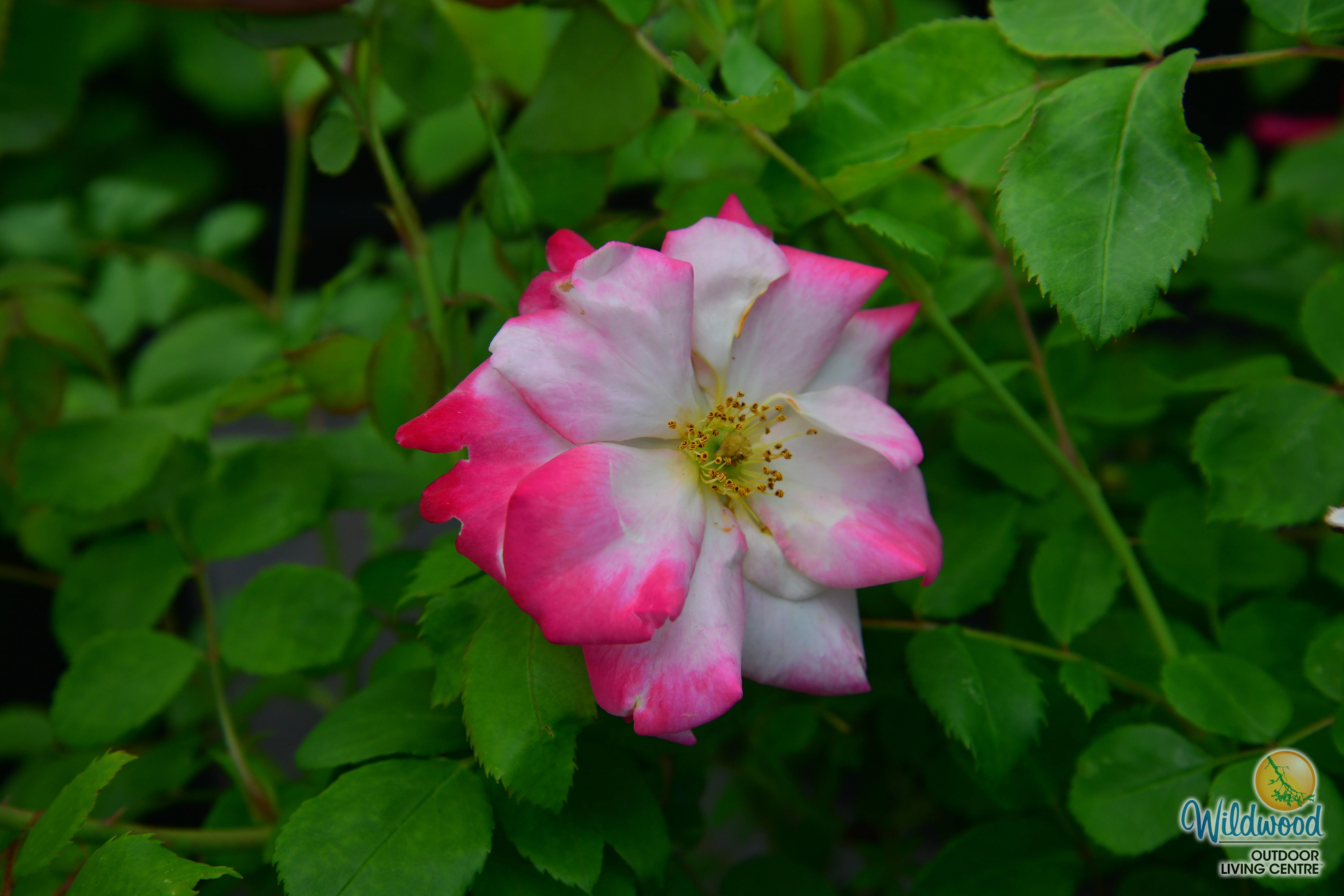 Campfire - Cold Hardy Rose - Image 6