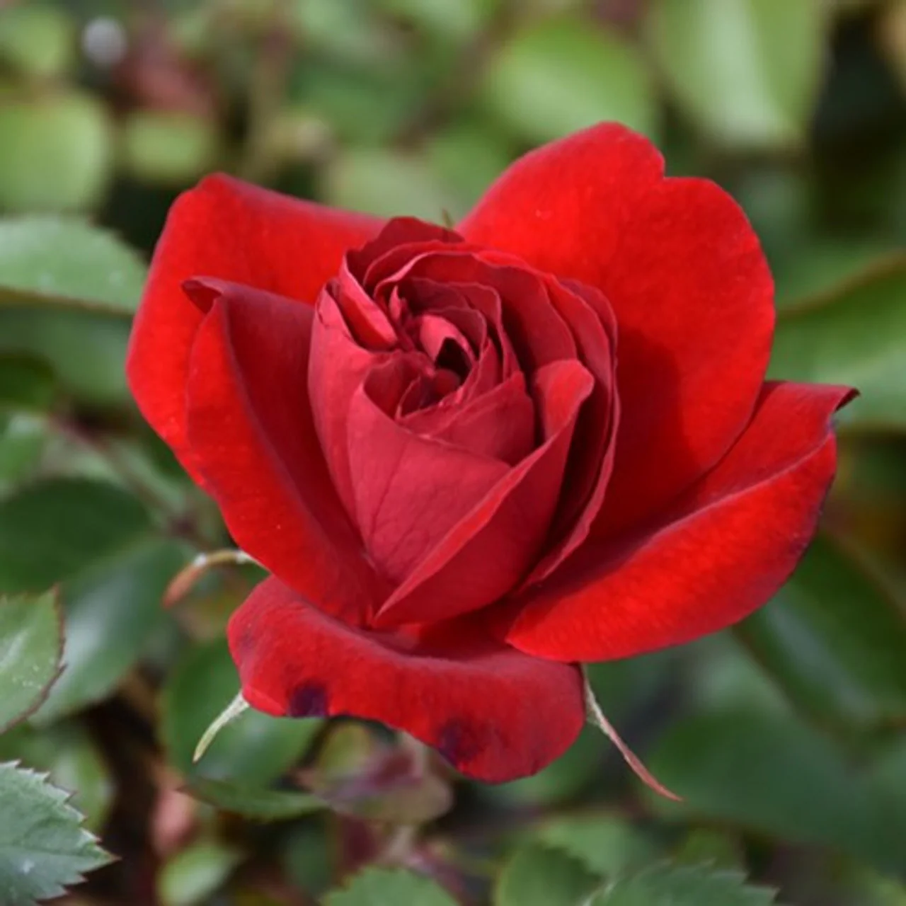 Canadian Shield - Cold Hardy Rose - Image 3