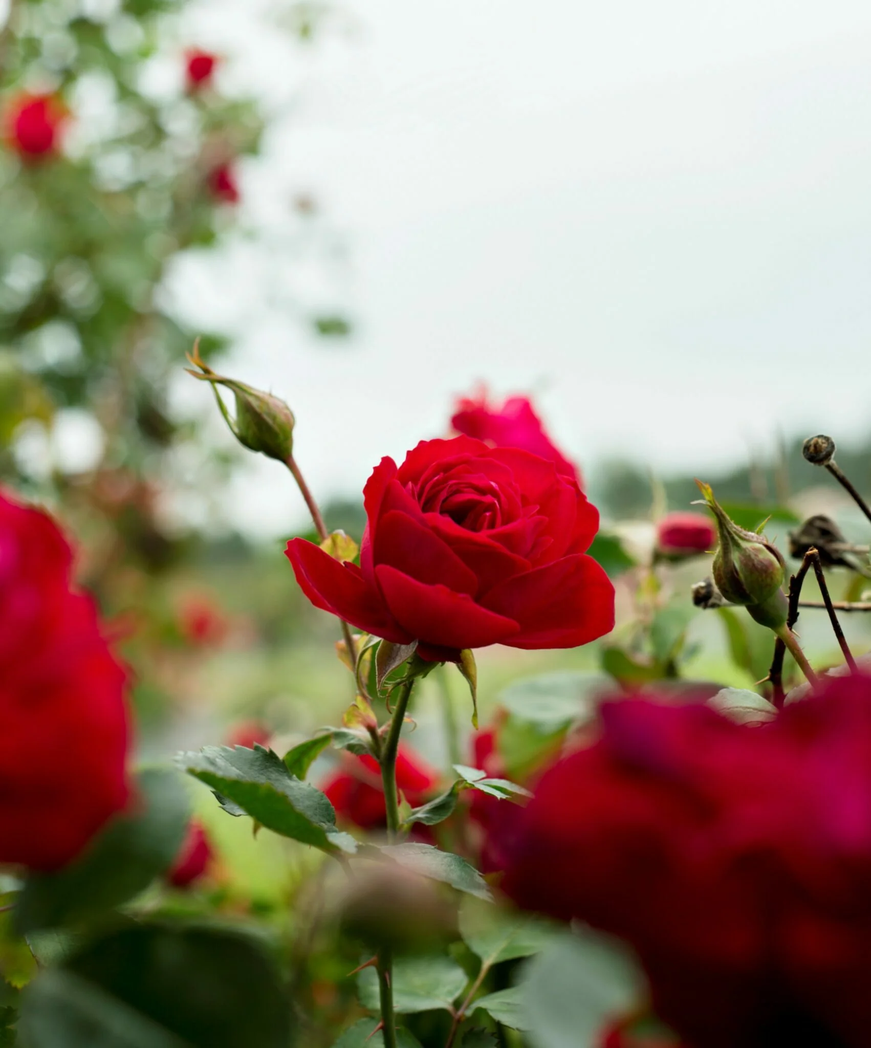 Canadian Shield - Cold Hardy Rose - Image 5