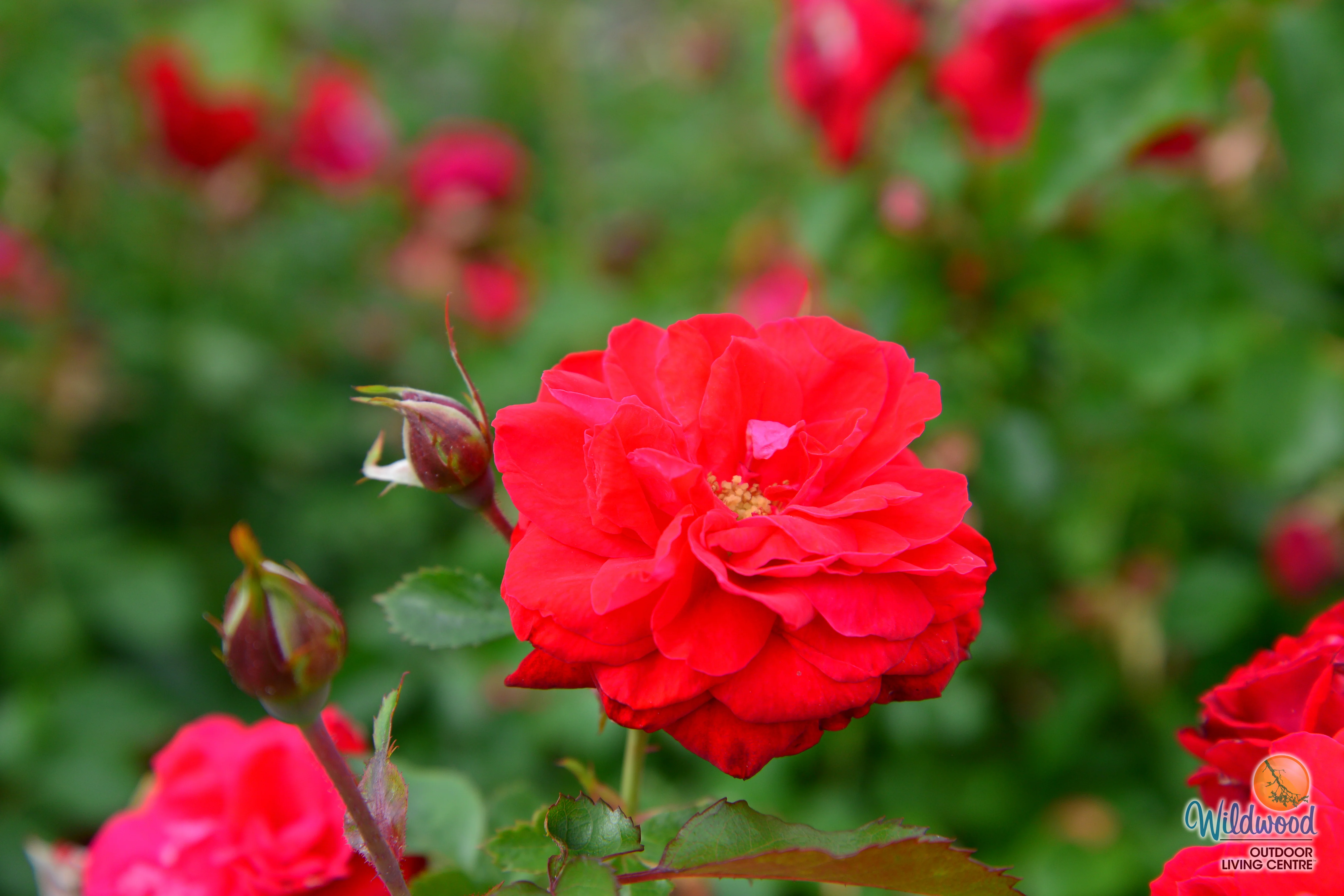 Canadian Shield - Cold Hardy Rose - Image 6
