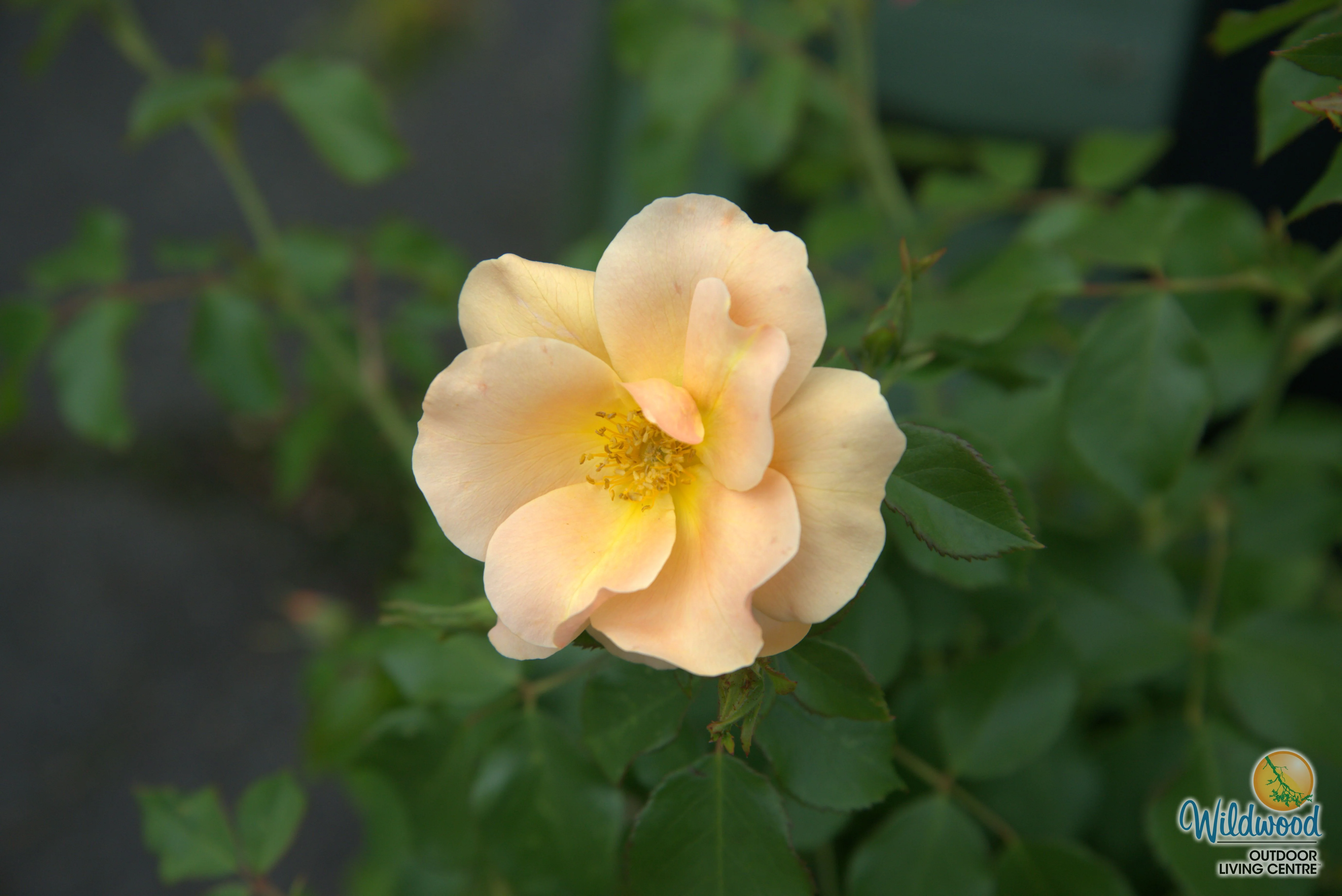 Chinook Sunrise - Cold Hardy Rose - Image 3