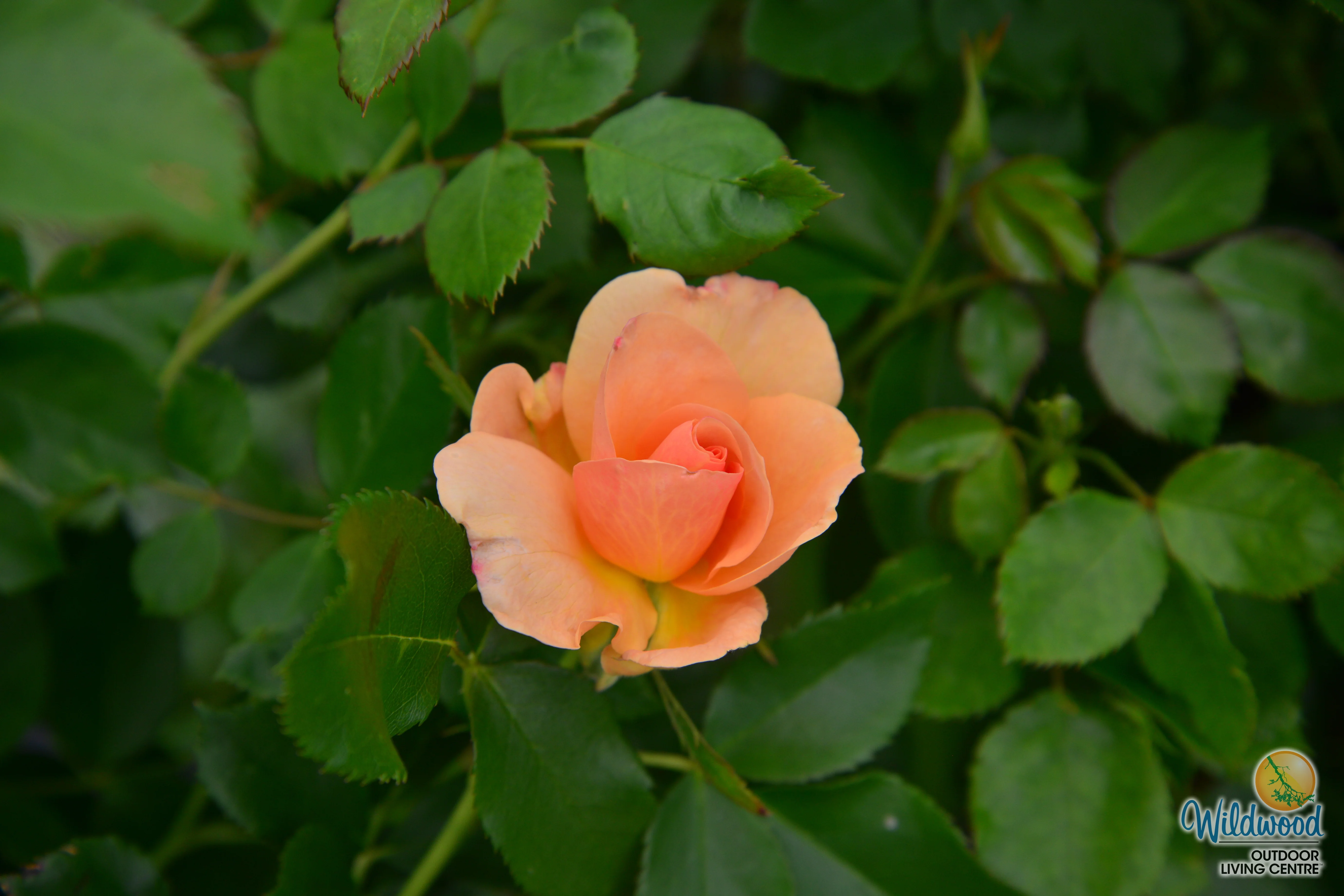 Chinook Sunrise - Cold Hardy Rose - Image 4